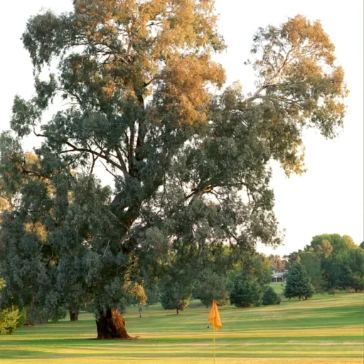 cowra_golf_club_central_west_nsw_golf_course_ (10)