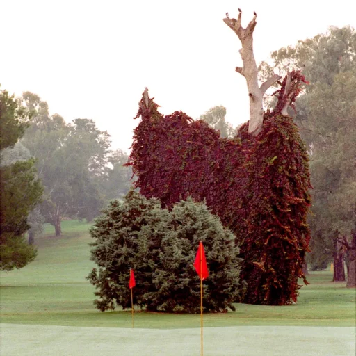 cowra_golf_club_central_west_nsw_golf_course_ (13)